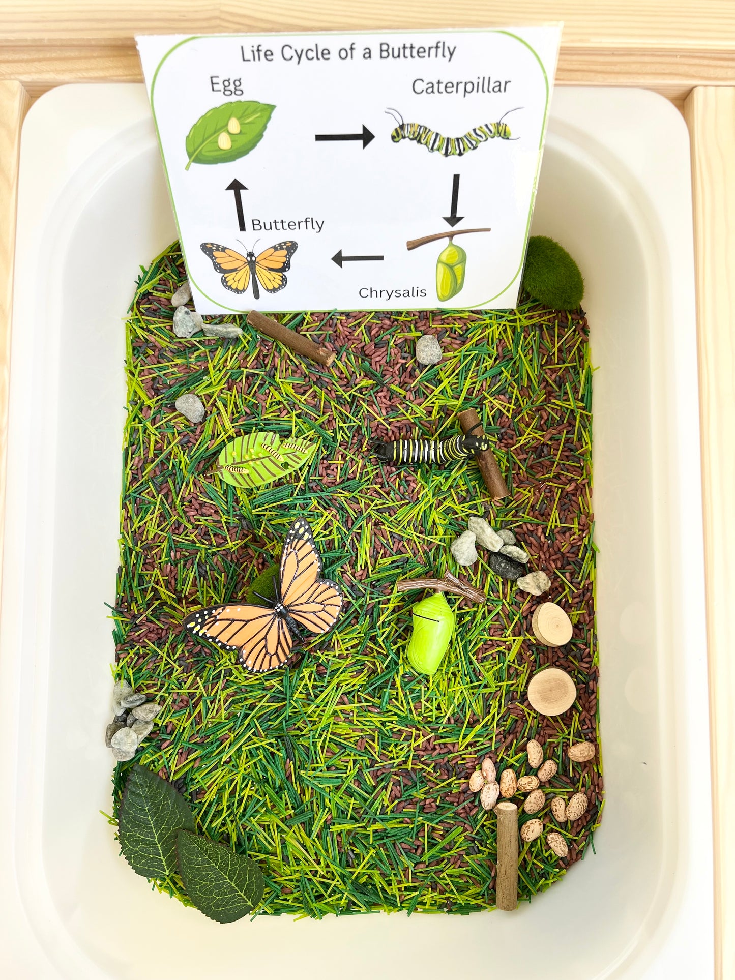 Bug Exploration Sensory Kit